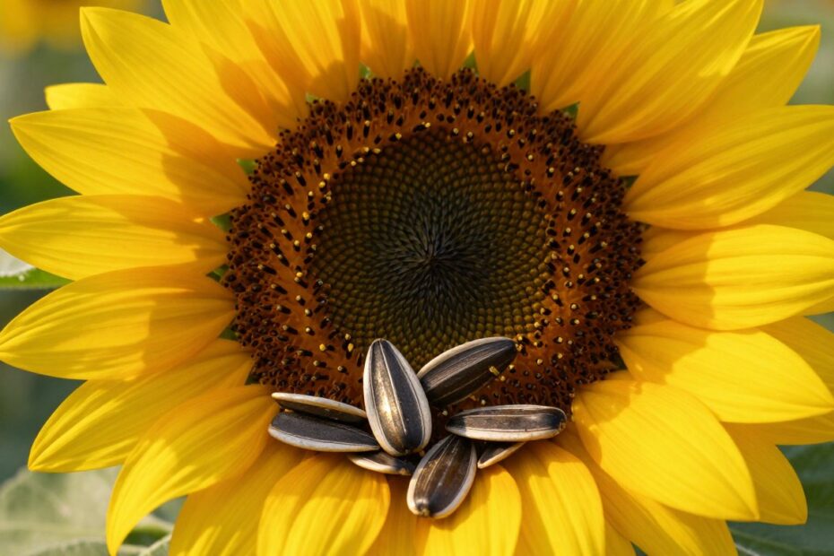 Czy można jeść słonecznik na diecie